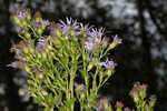 Elliott's aster